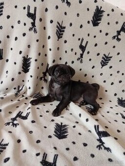 Mops