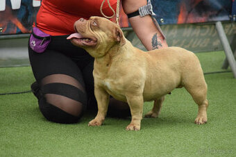 American bully exotic -- hledáme nový dmov