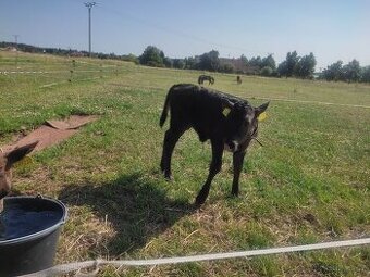 Ochočená alovička 50%Wagyu,50% Jersey