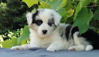 Border kolie  , Collie  , kolia