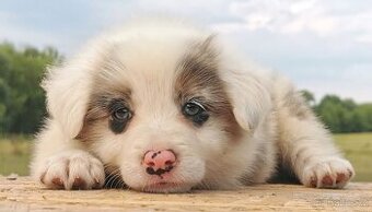 Border kolie  , Collie  , kolia