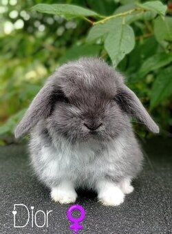 Zakrslý králíček Mini lop