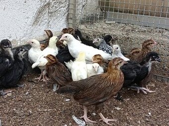 Leghorn,Vlaška koroptví a Australka velká