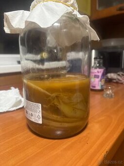 Kombucha scoby - 1