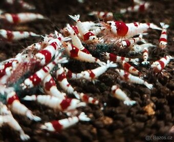 Krevetky - Caridina PRL (10+2zdarma)