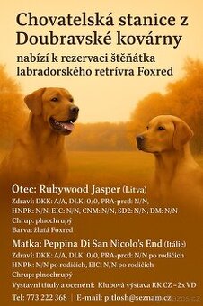 Labradorský retriever Fox Red s PP