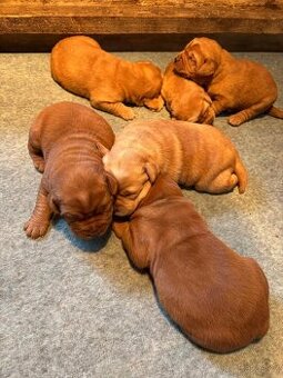 Labradorský retriever Fox Red s PP