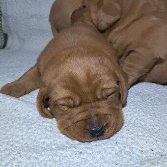 Labradorský retriever Fox Red s PP