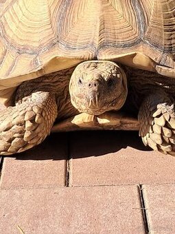Koupím váší suchozemskou želvu želvy