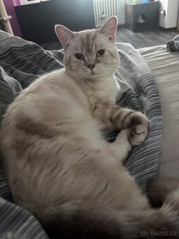 Britský kocour krytí