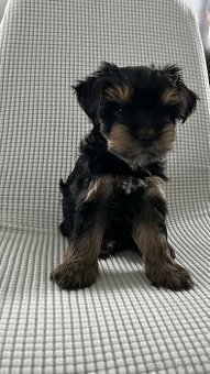 Biewer jorkširský teriér