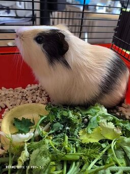 Nabízím k prodeji čistokrevné peruánské morče