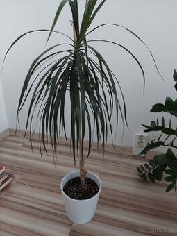 Dracena