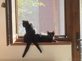 Černí bratři - 8 měsíců, kastrovaní a čipovaní