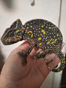 chameleon jemenský