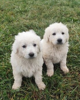 Slovenský čuvač bez PP