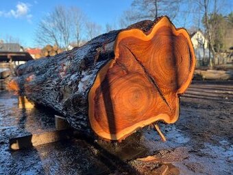 Velký Kmen jilmu horskeho, kulatina