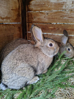 Králík - samci - 1