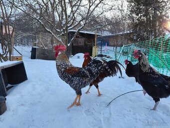 Kohouti do chovu - dvorkový mix - 1