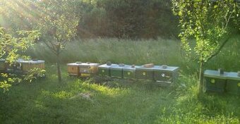 Včelí oddělky Frýdek-Místek/Ostrava