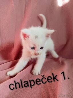 Mainská mývalí bez PP