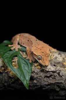 Pagekon řasnatý 7/2025 samec