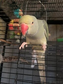 Alexandr malý samička