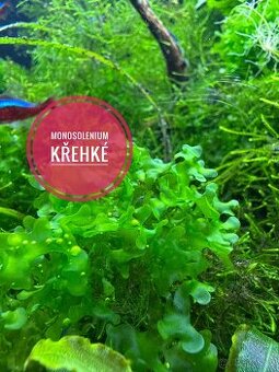 Monosolenium křehké