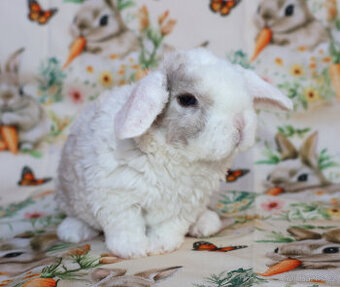 Zakrslí rex beránci .