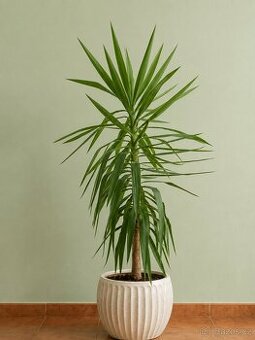 Yucca