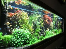 Akvarijní rostliny - 1