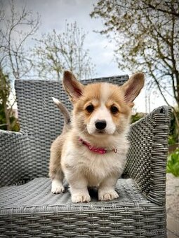 Welsh corgi pembroke.