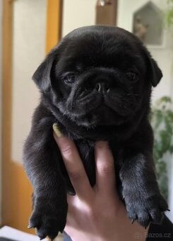 Mops, štěně na prodej
