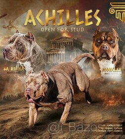 American bully - 1