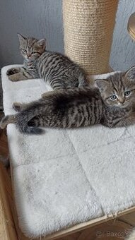 Britská koťátka whiskas s PP