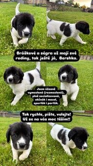 Holčička ČHP