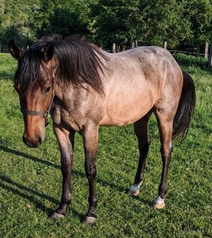 Paint horse