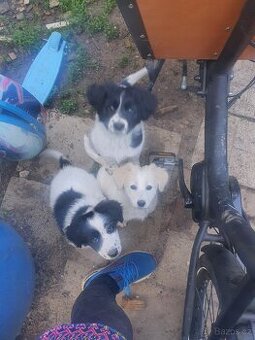 stene krizenec mix borderkolie,samojed,ohar