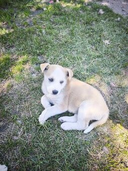 Husky x kříženec staforda.