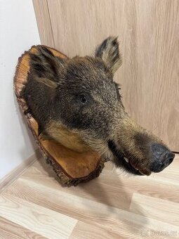 Myslivecká trofej / Vycpaný divočák