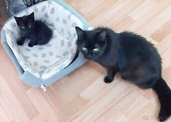 Báječná kočičí maminka Sindy zůstává stále bez domova