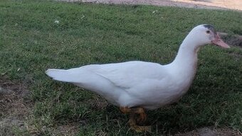 🦆 kachny na prodej 🦆