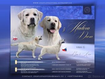 Labradorský retrívr, retriever s PP