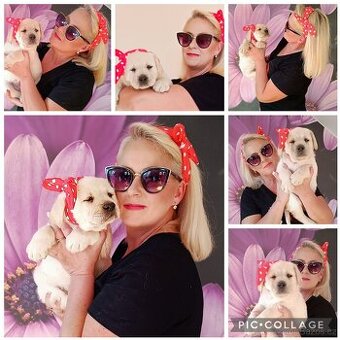 Labradorský retrívr, retriever s PP