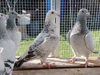 Poštovní holub standart