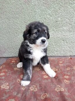 Kříženec kavkazský pastevecký pes