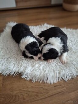 Štěňátka Border kolie - 1