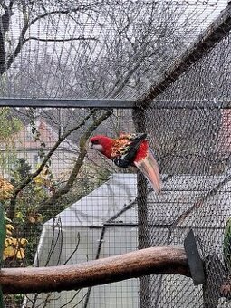 Rosela pestrá červená