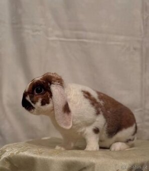 Zakrslý rex  beran - Tweety