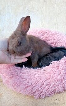 Sameček zakrslý králíček